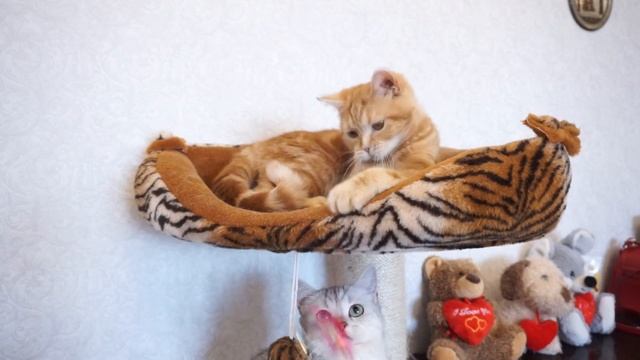 Почему КОТЕНОК ЧИХАЕТ? - ТОП 6 причин смотреть онлайн