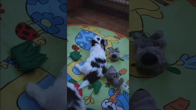 Щенки Породы Бивер! Питомник " Из сказочного теремка"