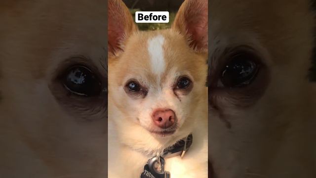 Thunder the chihuahua is home from the dentist 🦷with only a few teeth left…