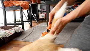 HOW TO GROOM A CORGI DOG? Как ухаживать за собакой корги. (IggyPopTheCorgi #5)