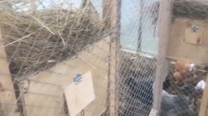 Курятник из поликарбоната в конце осени