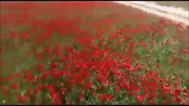 Маковое поле, при въезде в Чардару. ( Казахстан. ) смотреть онлайн