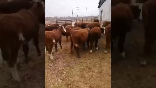Калмыцкая порода бычки