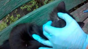 3 простых способа как вытащить клеща в домашних условиях. Советы ветеринара