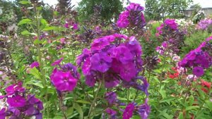 Флокс АМАРАНТРИЗЕ | обзор, описание, цветение, отзыв.