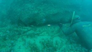 Подводная охота в Черном море, Горбыль зимой
