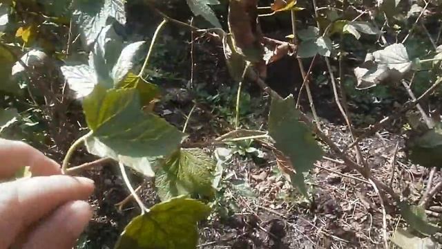 Осенняя обрезка смородины смотреть онлайн