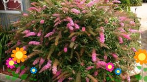 Буддлея давида Пинк Делайт. Краткий обзор, описание характеристик buddleja davidii Pink Delight