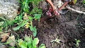 Виноград , лозы  уложил и обрезал  для укрытия.