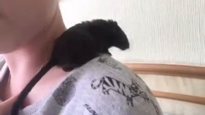 Песчанка|Все о виде грызуна|Уход,содержание|Читайте описание!|Песчанка CHANNEL