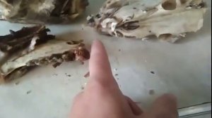 Клыки кабана подготовка трофея