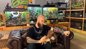 БОРОДАТАЯ АГАМА - САМАЯ ПОПУЛЯРНАЯ ДОМАШНЯЯ ЯЩЕРИЦА