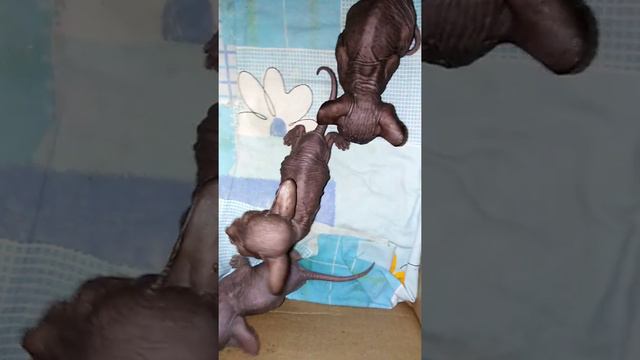 Донской сфинкс