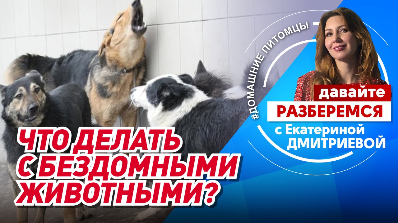 Что делать с бездомными животными?