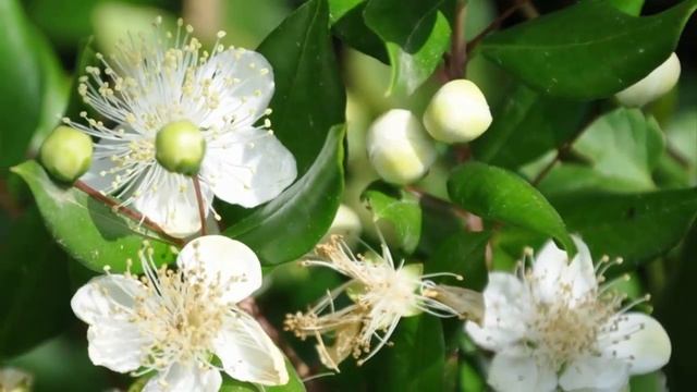 Почему Мирт не цветет? Причины и что делать. Как заставить зацвести Миртовое дерево. смотреть онлайн