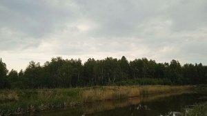 Сибирская Хаски. Прогулка с собакой.