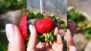 Клубника НСД сорт Мальга. 2021 год.