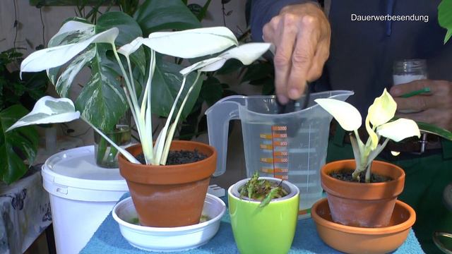 Philodendron florida Beauty Steckling machen. Monstera weiße Blätter versorgen und mehr смотреть онлайн