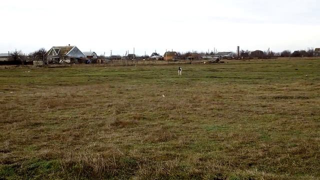 Алабай САО Зара возраст 4 с половиной месяца. смотреть онлайн