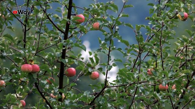 Обязательно Подкормите Этим Молодые Яблони осенью чтобы зимой они не вымерзли и быстрее росли!