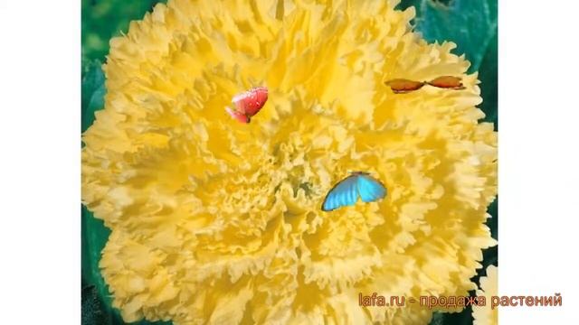 Бегония бахромчатая Йеллоу ? бахромчатая бегония Йеллоу обзор: как сажать, луковицы бегонии Йеллоу смотреть онлайн