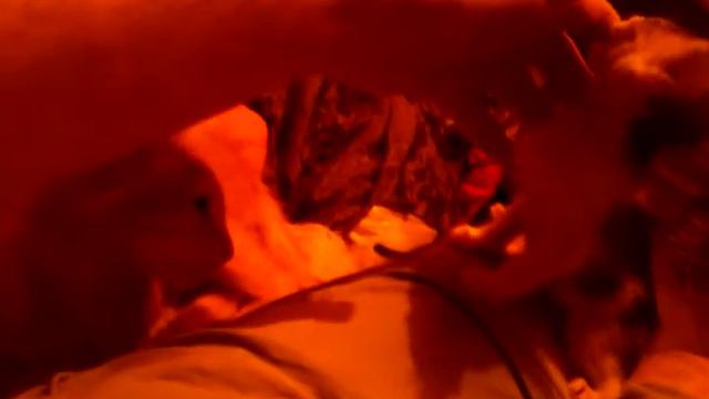 Kittens from Derbent. Родом из Дербента.(Дагестан).Россия. Очень маленькие котятки, верные друзья. смотреть онлайн