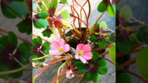 Oxalis care