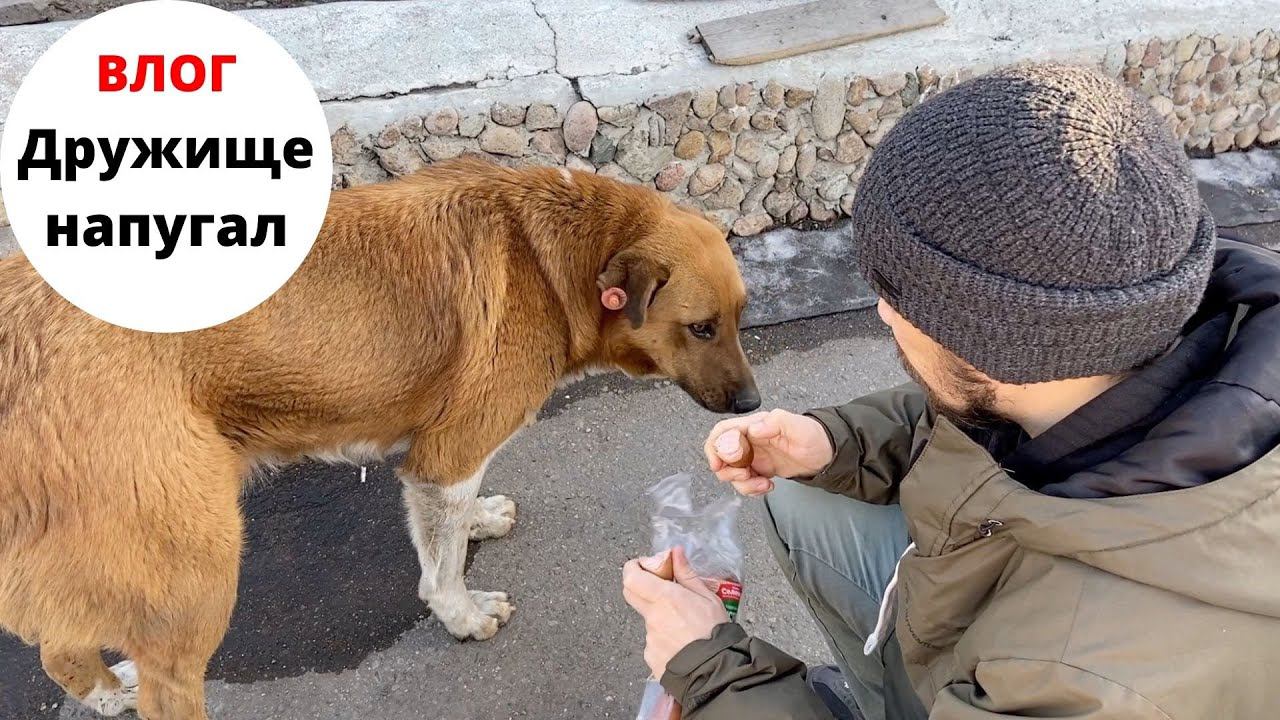Vlog#719 Свирепый друг и сосиски/Советую Риэлтора