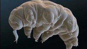 Невероятные факты о тихоходках  Топ 5