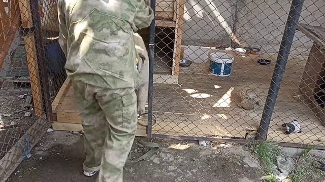 220. Приучение к вольеру.