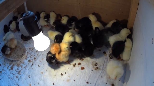 Суточные цыплята несушка) чем кормить и уход смотреть онлайн