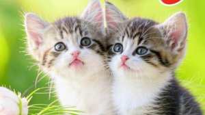 Открытка утро доброе - красивые открытки