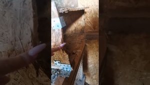 Ласка, хорёк или кузница навёл в крольчатнике полный КОШМАР!!!!