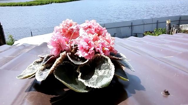 ? Прекрасная Ле-Одалиска.?#цветение#лето#цветы#фиалки#одалиска#лебецкая#розетка#пестолистник#шапоч