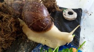 ПОЧЕМУ Я ЗАВЕЛА УЛИТКУ