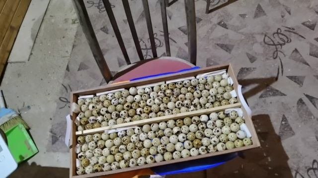 Большие яйца перепелов, инкубация перерелиных яиц от молодых самок и самцов 60 дневных