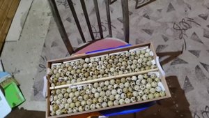 Большие яйца перепелов, инкубация перерелиных яиц от молодых самок и самцов 60 дневных