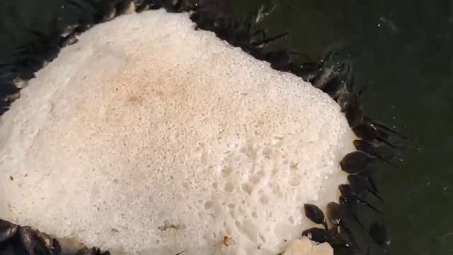 Голова́стик — личинка бесхвостой амфибии. смотреть онлайн