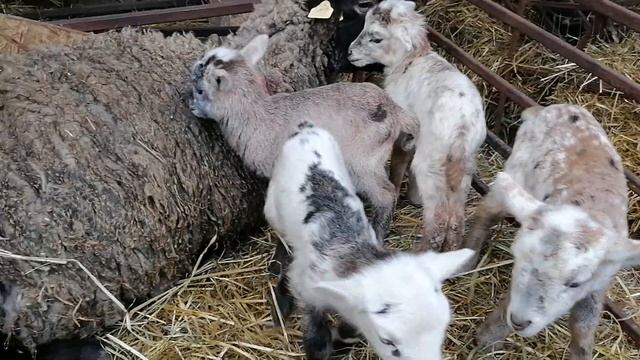 Катумские овцы гибриды смотреть онлайн