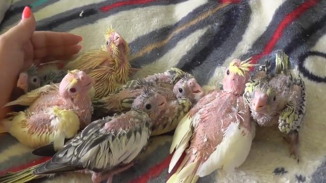 59 Разведение попугаев Две пары 11.06.17 Самый младший очень слабый смотреть онлайн