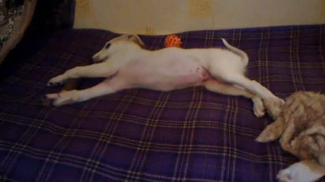 Златояр. смотреть онлайн