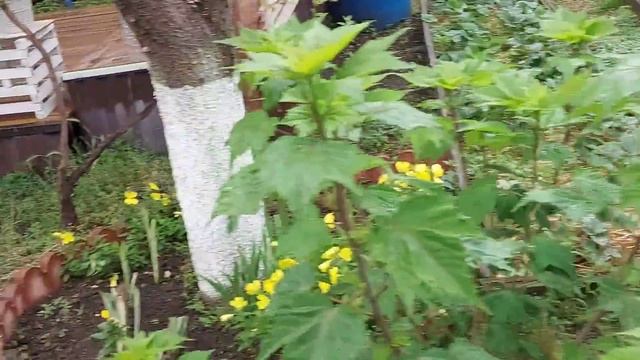 Как  Посадить  рассаду  Помидоры ? ?  и как ухаживать  за  Гортензия