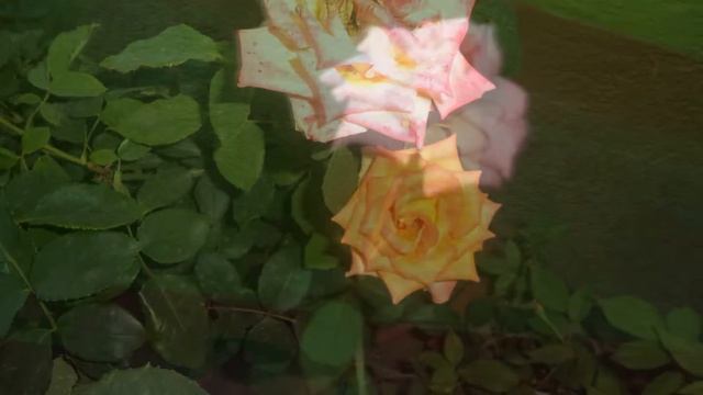 Two Types Of Rose Plant.....Pink Rose & Yellow Rose. смотреть онлайн