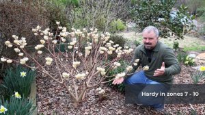 Edgeworthia chrysantha - Paperbush