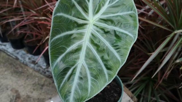 Alocasia Nairobi Nights 30cm | Live from the Nursery Series смотреть онлайн