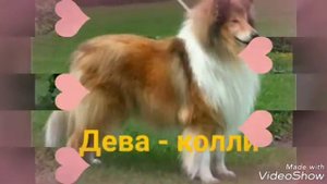 Какая ты собака по знаку зодиака (ч.о)