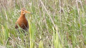 Godwit / Limosa limosa / Griciukas / Большой веретенник