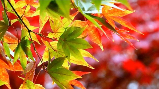 Из физического в тонкоматериальное. смотреть онлайн