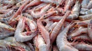 Польза креветок о которой вы не догадывались.