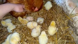 От яйца до птенца. Бройлеры под домашней наседкой..